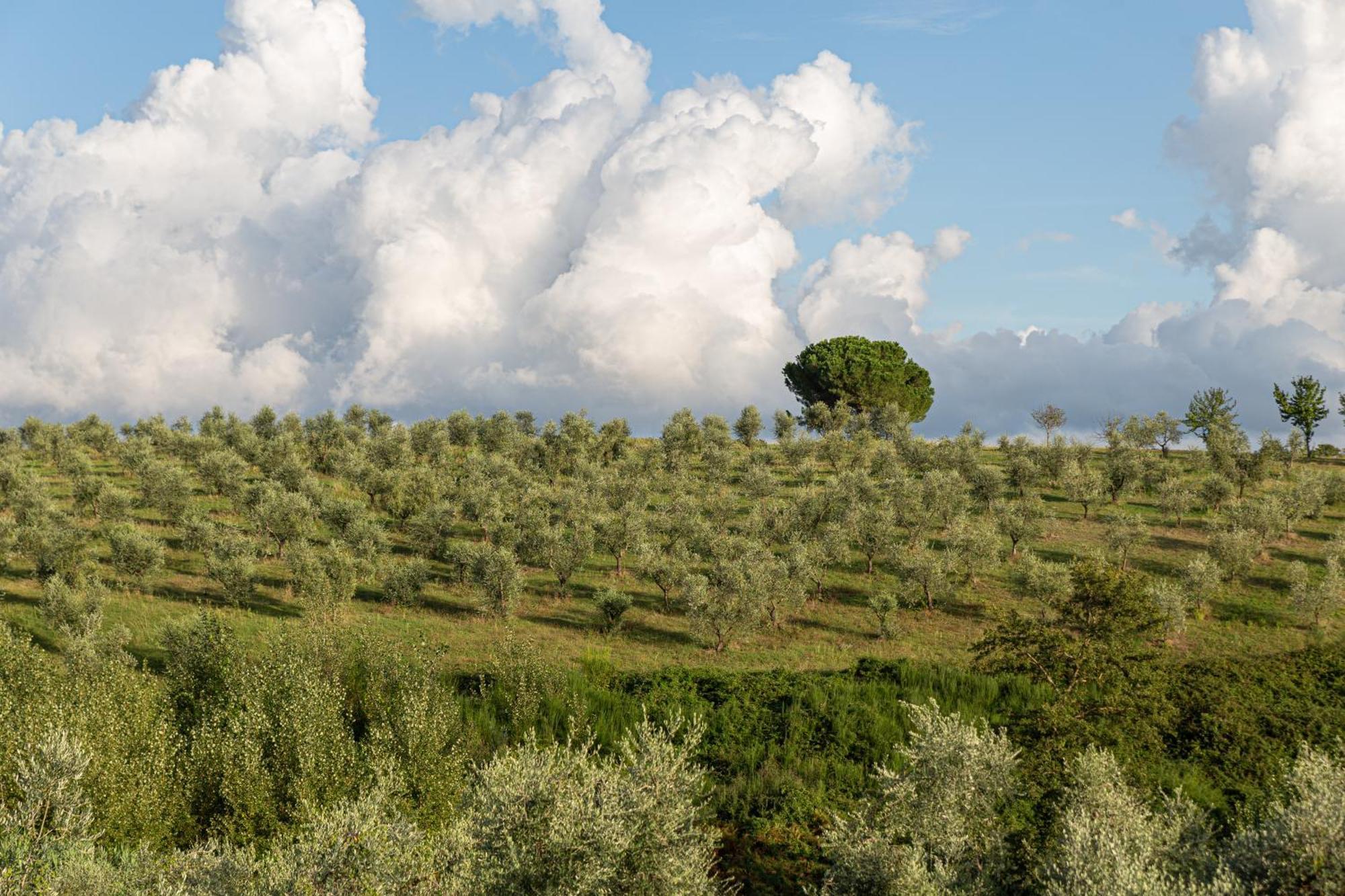 Agriturismo Cornieto Monteleone dʼOrvieto Екстериор снимка