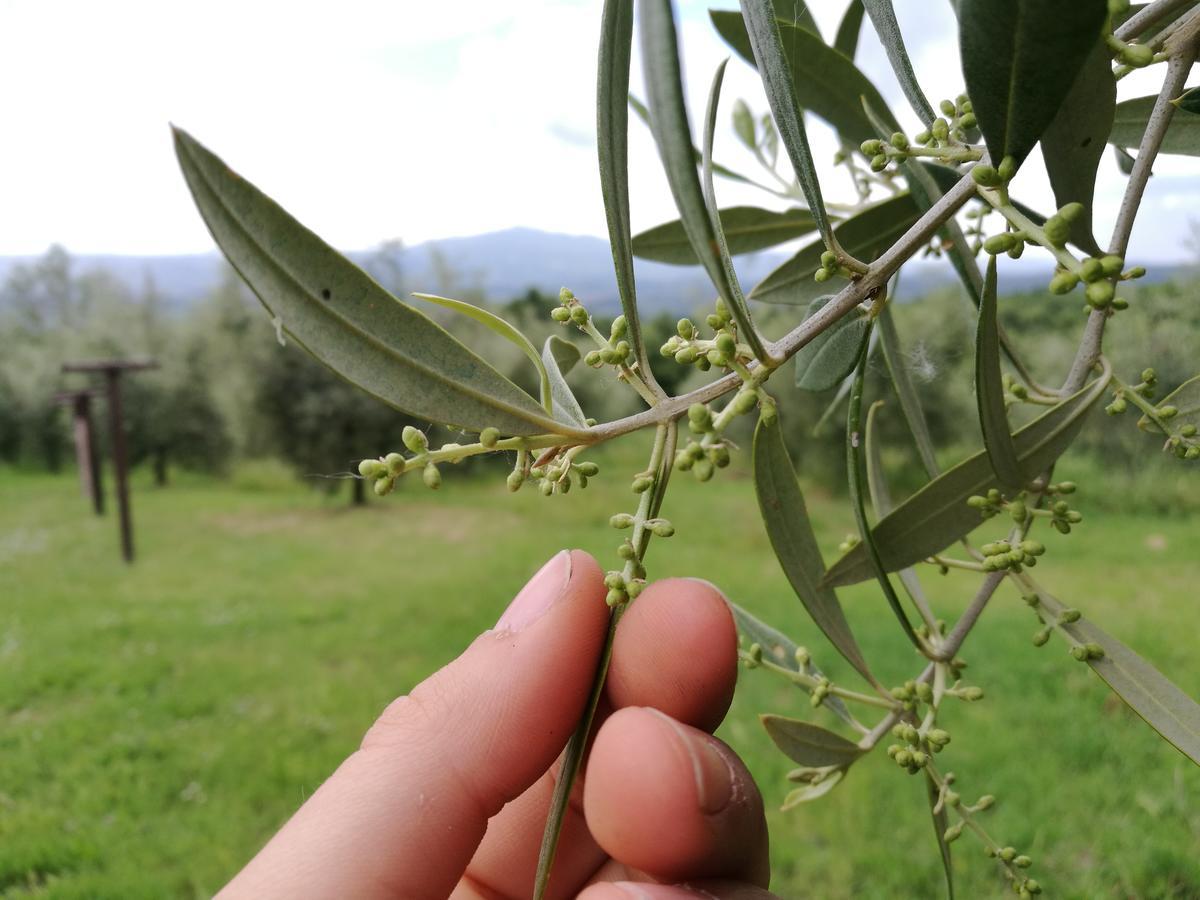 Agriturismo Cornieto Monteleone dʼOrvieto Екстериор снимка